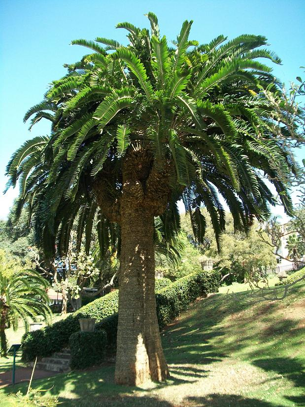 Encephalartos Woodii