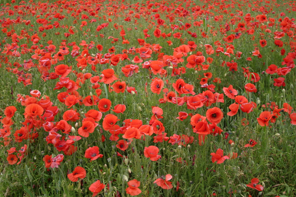 Some Corner of a Foreign Field