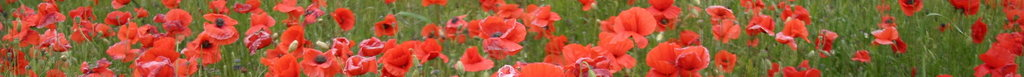 Poppies